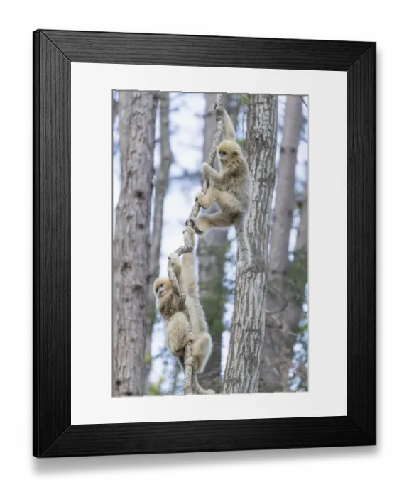 Framed Print : China, Shaanxi Province, Foping National Nature Reserve. Golden snub-nosed monkey