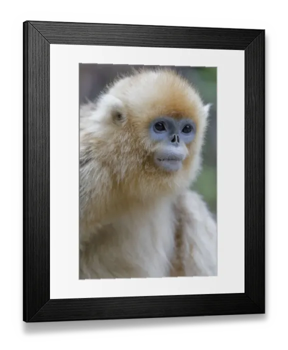 Framed Print : China, Shaanxi Province, Foping National Nature Reserve. Golden snub-nosed monkey Framed Print : China, Shaanxi Province, Foping National Nature Reserve. Golden snub-nosed monkey