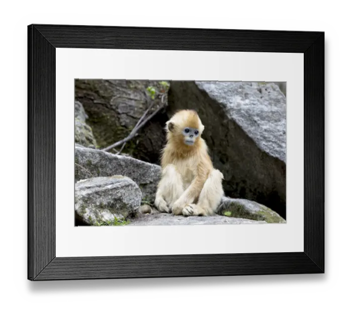 Framed Print : China, Shaanxi Province, Foping National Nature Reserve. Golden snub-nosed monkey Framed Print : China, Shaanxi Province, Foping National Nature Reserve. Golden snub-nosed monkey