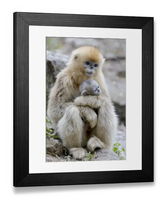 Framed Print : China, Shaanxi Province, Foping National Nature Reserve. Golden snub-nosed monkey