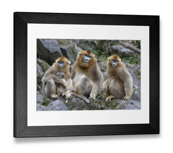 Framed Print : China, Shaanxi Province, Foping National Nature Reserve. Golden snub-nosed monkey Framed Print : China, Shaanxi Province, Foping National Nature Reserve. Golden snub-nosed monkey
