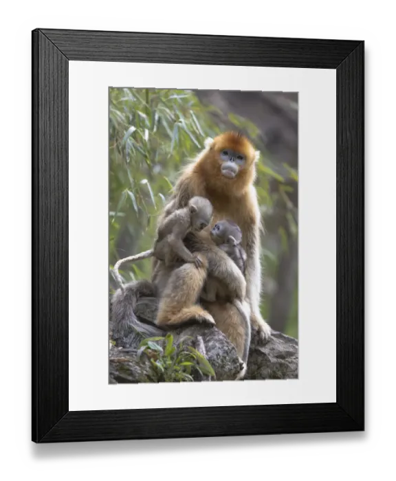 Framed Print : China, Shaanxi Province, Foping National Nature Reserve. Golden snub-nosed monkey Framed Print : China, Shaanxi Province, Foping National Nature Reserve. Golden snub-nosed monkey