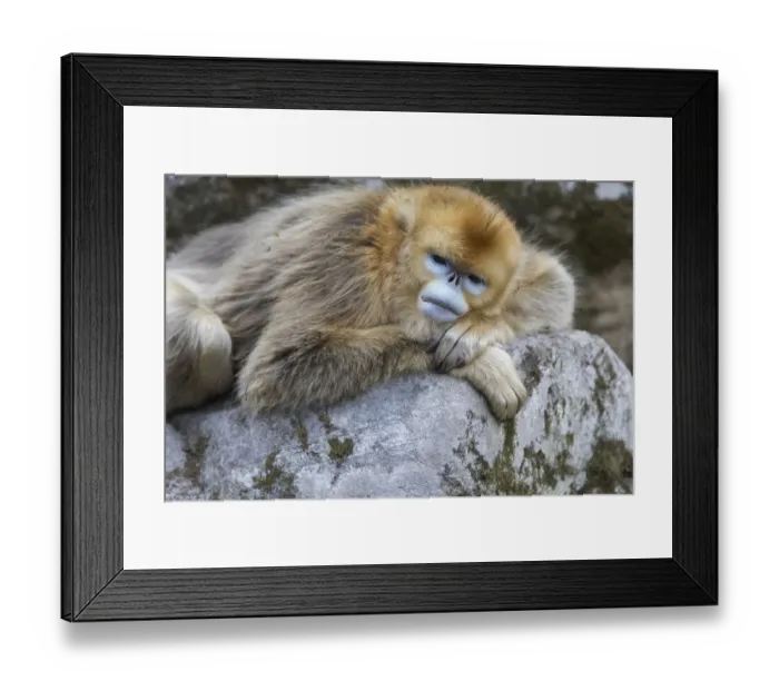 Framed Print : China, Shaanxi Province, Foping National Nature Reserve. Golden snub-nosed monkey Framed Print : China, Shaanxi Province, Foping National Nature Reserve. Golden snub-nosed monkey