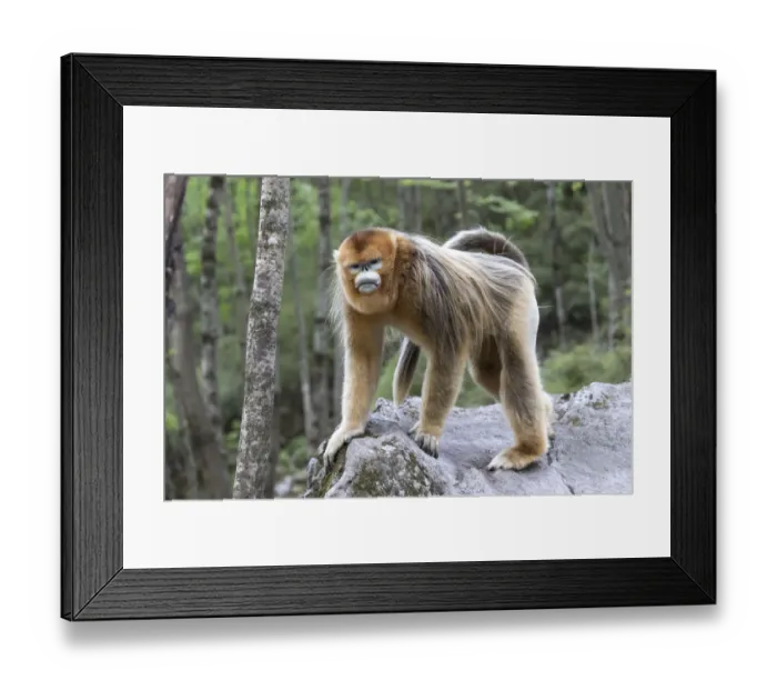 Framed Print : China, Shaanxi Province, Foping National Nature Reserve. Golden snub-nosed monkey Framed Print : China, Shaanxi Province, Foping National Nature Reserve. Golden snub-nosed monkey