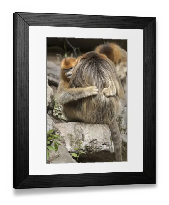 Framed Print : China, Shaanxi Province, Foping National Nature Reserve. Golden snub-nosed monkey Framed Print : China, Shaanxi Province, Foping National Nature Reserve. Golden snub-nosed monkey