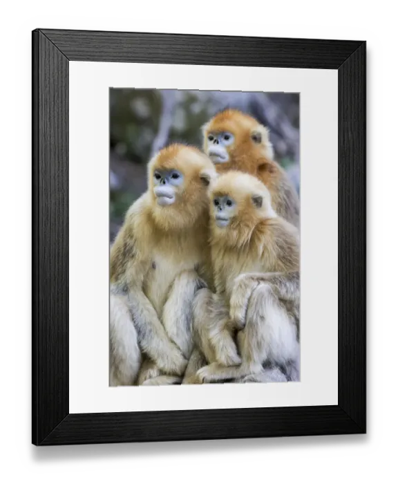 Framed Print : China, Shaanxi Province, Foping National Nature Reserve. Golden snub-nosed monkey Framed Print : China, Shaanxi Province, Foping National Nature Reserve. Golden snub-nosed monkey