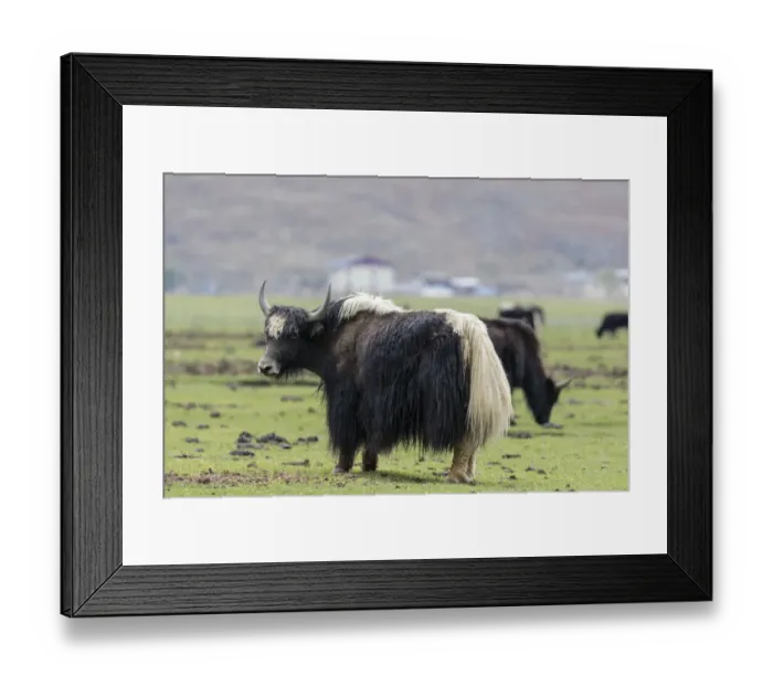 Framed Print : China, Yunnan Province, Northwestern Yunnan, Shangri-La, Napa Lake, yak, (Bos grunniens)