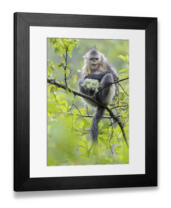 Framed Print : China, Yunnan Province, Yun-Ling Mountains, Tacheng, black snub-nosed monkey, (Rhinopithecus belti) Framed Print : China, Yunnan Province, Yun-Ling Mountains, Tacheng, black snub-nosed monkey, (Rhinopithecus belti)