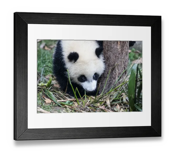Framed Print : China, Sichuan Province, Chengdu, Chengdu Research Base of Giant Panda Breeding