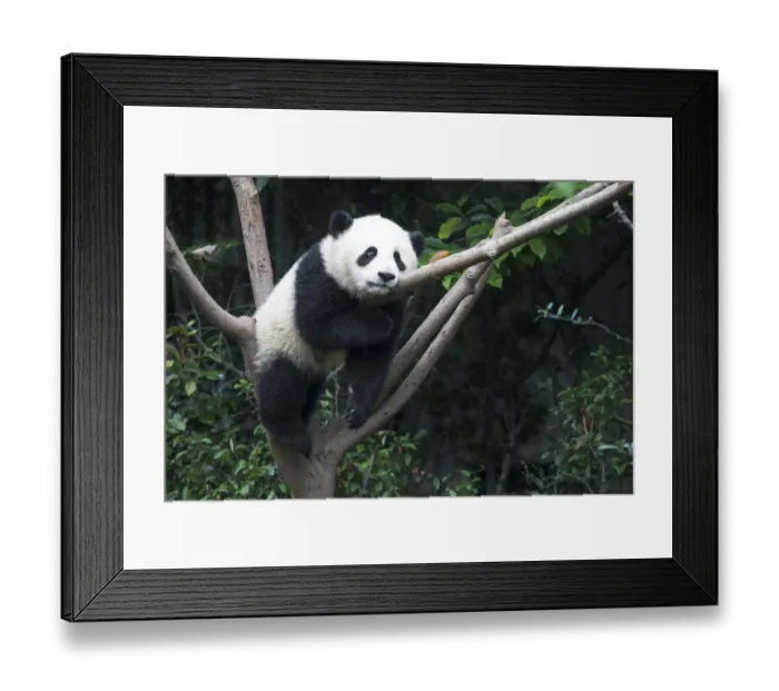 Framed Print : China, Sichuan Province, Chengdu, Chengdu Research Base of Giant Panda Breeding Framed Print : China, Sichuan Province, Chengdu, Chengdu Research Base of Giant Panda Breeding