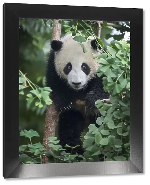 China, Sichuan Province, Chengdu, Chengdu Research Base of Giant Panda Breeding