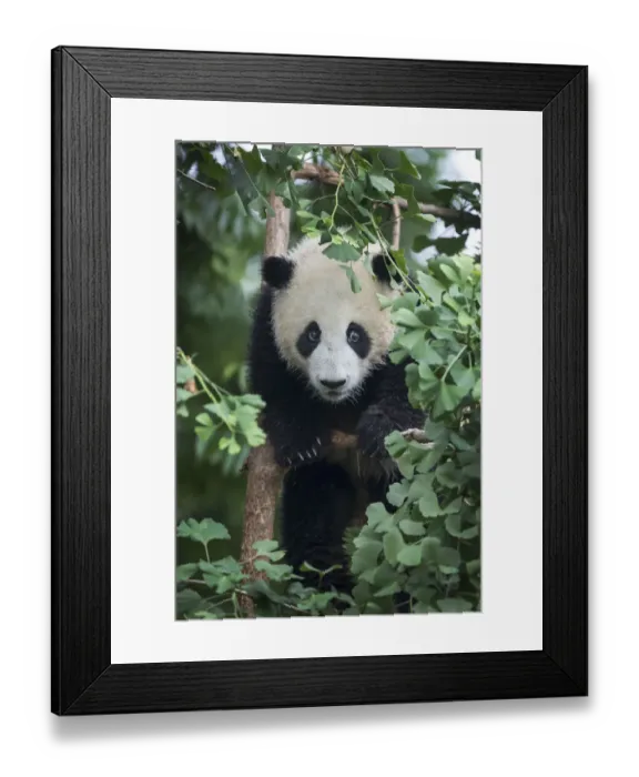 Framed Print : China, Sichuan Province, Chengdu, Chengdu Research Base of Giant Panda Breeding Framed Print : China, Sichuan Province, Chengdu, Chengdu Research Base of Giant Panda Breeding