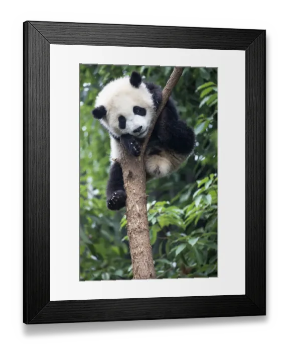 Framed Print : China, Sichuan Province, Chengdu, Chengdu Research Base of Giant Panda Breeding Framed Print : China, Sichuan Province, Chengdu, Chengdu Research Base of Giant Panda Breeding