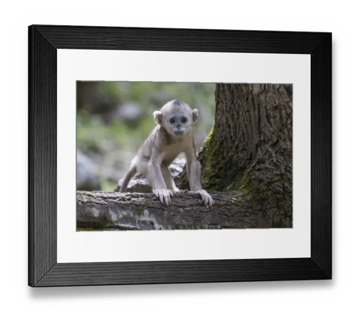 Framed Print : Asia, Shaanxi, Foping National Nature Reserve, golden snub-nosed monkey (Rhinopithecus roxellana)