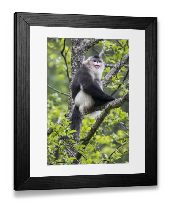 Framed Print : Asia, China, Yunnan Province, Yun-ling Mountains, Tacheng, black snub-nosed monkey