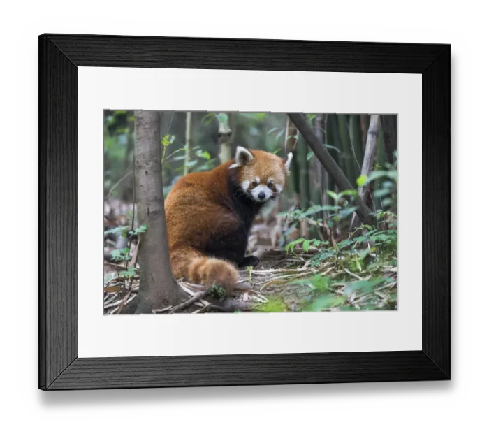 Framed Print : China, Chengdu, Chengdu Research Base of Giant Panda Breeding, red panda, (Ailurus fulgens) Framed Print : China, Chengdu, Chengdu Research Base of Giant Panda Breeding, red panda, (Ailurus fulgens)