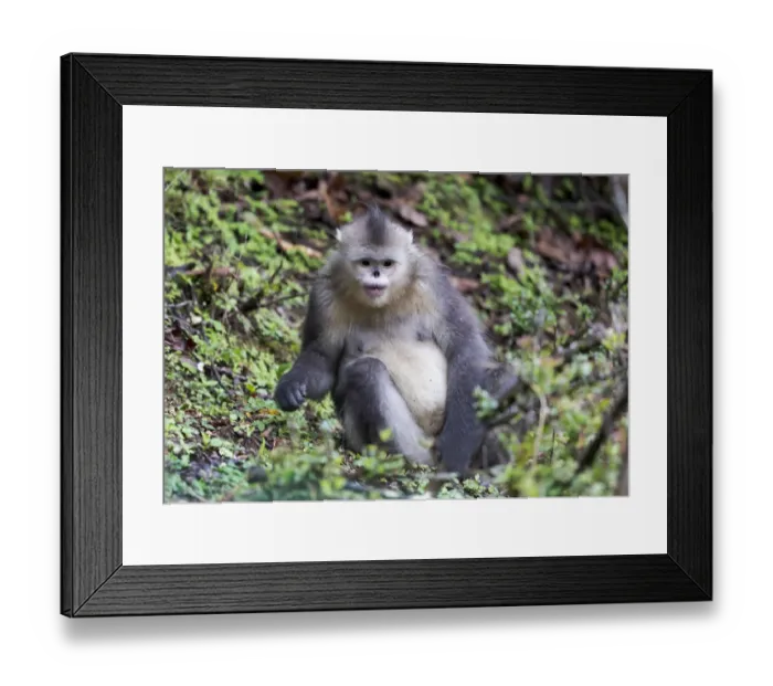 Framed Print : Asia, China, Yunnan Province, Yun-ling Mountains, Tacheng, black snub-nosed monkey Framed Print : Asia, China, Yunnan Province, Yun-ling Mountains, Tacheng, black snub-nosed monkey