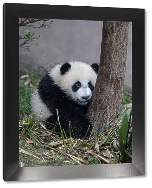 Asia, China, Sichuan Province, Chengdu, Chengdu Research Base of Giant Panda Breeding