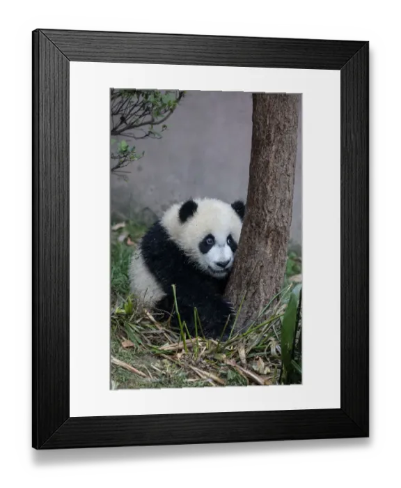 Framed Print : Asia, China, Sichuan Province, Chengdu, Chengdu Research Base of Giant Panda Breeding Framed Print : Asia, China, Sichuan Province, Chengdu, Chengdu Research Base of Giant Panda Breeding