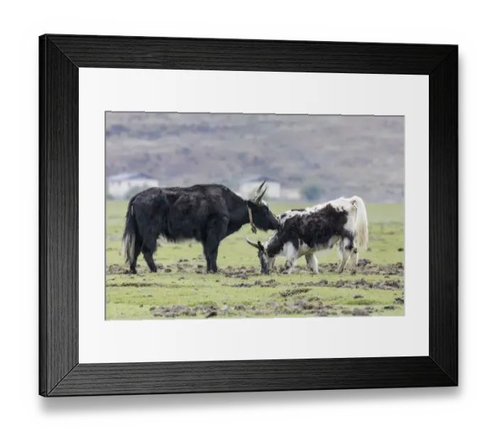 Framed Print : Asia, China, Yunnan Province, Shangri-la, Napa Lake, yak (Bos grunniens) Framed Print : Asia, China, Yunnan Province, Shangri-la, Napa Lake, yak (Bos grunniens)