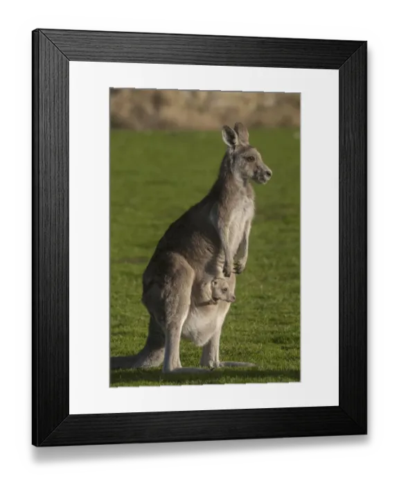 Framed Print : Eastern Grey Kangaroo (Macropus giganteus) with Joey in Pouch, Eltham College Environmental Reserve Framed Print : Eastern Grey Kangaroo (Macropus giganteus) with Joey in Pouch, Eltham College Environmental Reserve