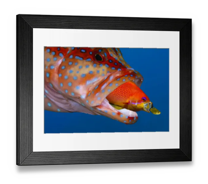 Framed Print : Coral Grouper (Cephalopholis Miniata), Anthias (Pseudanthias squamipinnis), Golden Sweeper Framed Print : Coral Grouper (Cephalopholis Miniata), Anthias (Pseudanthias squamipinnis), Golden Sweeper