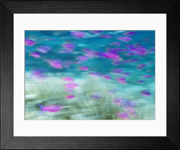Framed Print : Purple Anthias (Pseudanthias tukas), Great Barrier Reef, Australia