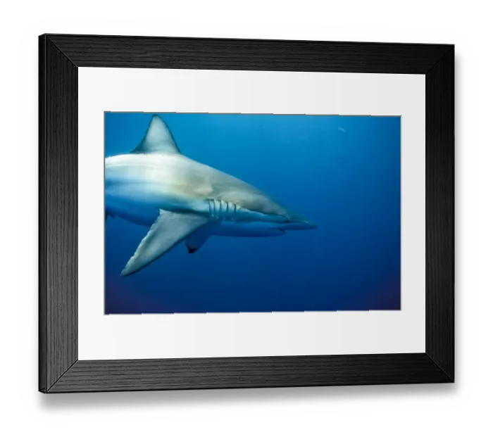 Framed Print : Copper, or Bronze Whaler, shark(Carcharhinus brachyurus) Australia Framed Print : Copper, or Bronze Whaler, shark(Carcharhinus brachyurus) Australia