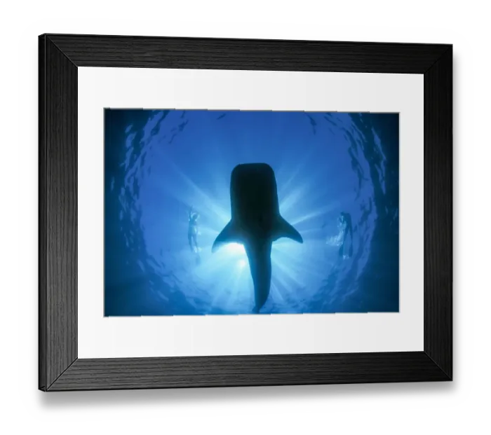 Framed Print : Snorkeler and Whale Shark(Rhincodon typus), worlds largest fish, Ningaloo Marine Park