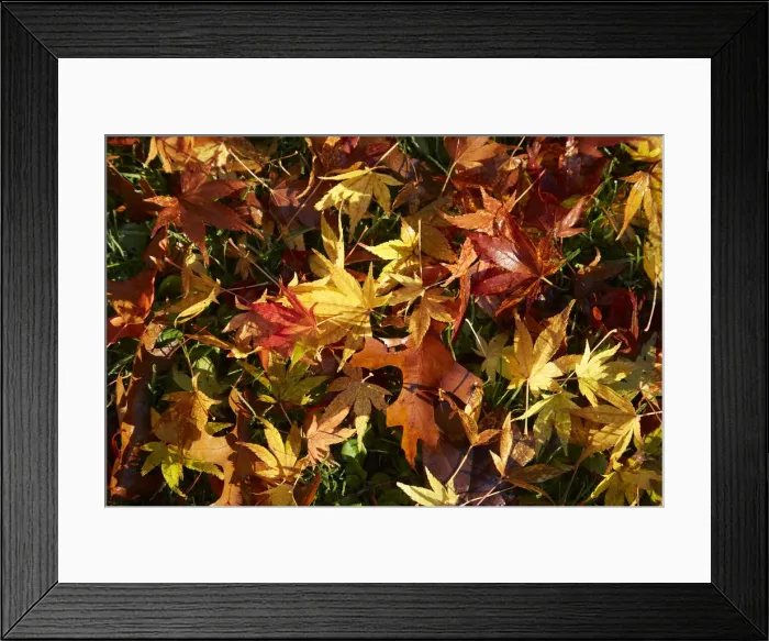Framed Print : Autumn leaves, Botanic Gardens, Dunedin, Otago, South Island, New Zealand Framed Print : Autumn leaves, Botanic Gardens, Dunedin, Otago, South Island, New Zealand