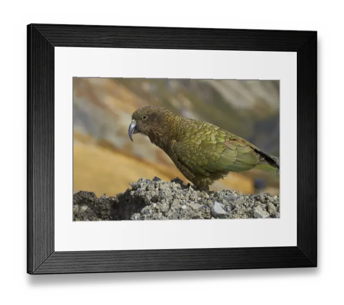 Framed Print : Kea (New Zealand alpine parrot, Nestor notabilis ), Mount Hutt, Canterbury, South Island Framed Print : Kea (New Zealand alpine parrot, Nestor notabilis ), Mount Hutt, Canterbury, South Island