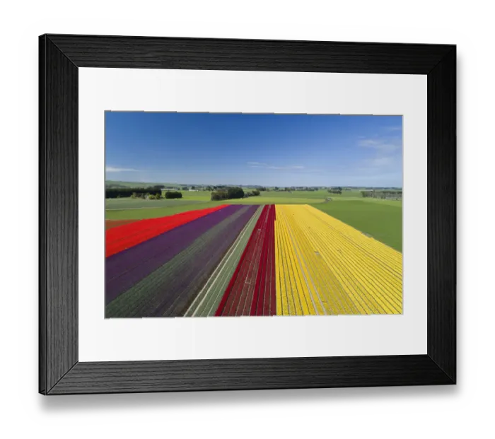 Framed Print : Aerial of colorful tulip fields, Edendale, Southland, South Island, New Zealand Framed Print : Aerial of colorful tulip fields, Edendale, Southland, South Island, New Zealand