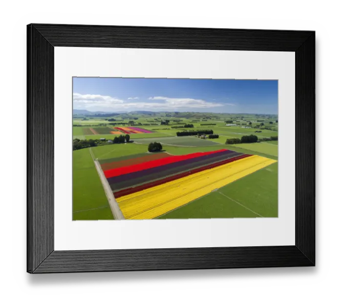 Framed Print : Aerial of colorful tulip fields, Edendale, Southland, South Island, New Zealand