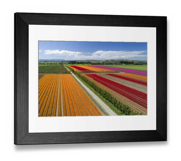 Framed Print : Aerial of colorful tulip fields, Edendale, Southland, South Island, New Zealand Framed Print : Aerial of colorful tulip fields, Edendale, Southland, South Island, New Zealand