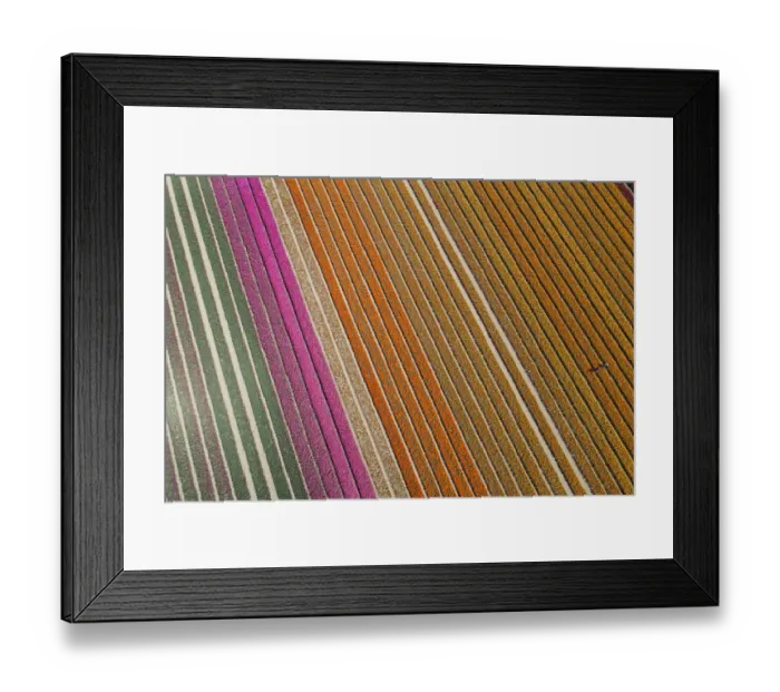 Framed Print : Aerial of workers in colorful tulip fields, Edendale, Southland, South Island, New