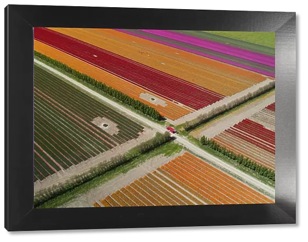 Aerial of colorful tulip fields, Edendale, Southland, South Island, New Zealand