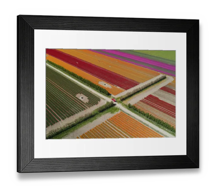 Framed Print : Aerial of colorful tulip fields, Edendale, Southland, South Island, New Zealand