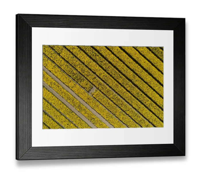 Framed Print : Aerial of colorful tulip fields, Edendale, Southland, South Island, New Zealand Framed Print : Aerial of colorful tulip fields, Edendale, Southland, South Island, New Zealand