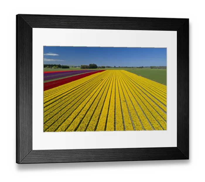 Framed Print : Aerial of colorful tulip fields, Edendale, Southland, South Island, New Zealand Framed Print : Aerial of colorful tulip fields, Edendale, Southland, South Island, New Zealand