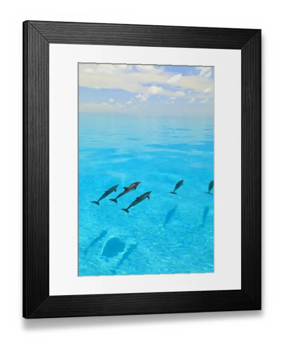 Framed Print : Atlantic Spotted Dolphins (Stenella frontalis), White Sand Ridge, Bahamas, Caribbean