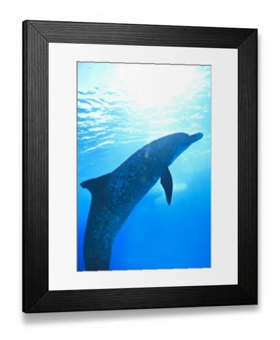 Framed Print : Atlantic Spotted Dolphins (Stenella frontalis), White Sand Ridge, Bahamas, Caribbean Framed Print : Atlantic Spotted Dolphins (Stenella frontalis), White Sand Ridge, Bahamas, Caribbean