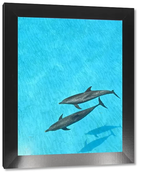 Atlantic Spotted Dolphins (Stenella frontalis), White Sand Ridge, Bahamas, Caribbean
