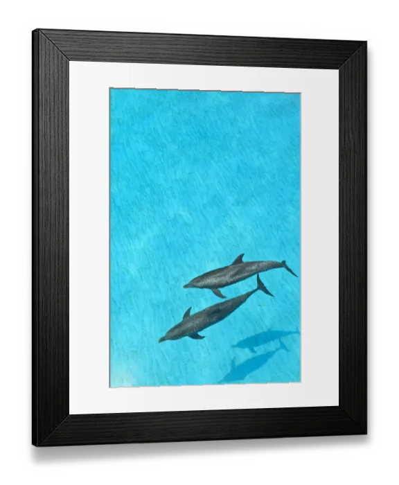 Framed Print : Atlantic Spotted Dolphins (Stenella frontalis), White Sand Ridge, Bahamas, Caribbean Framed Print : Atlantic Spotted Dolphins (Stenella frontalis), White Sand Ridge, Bahamas, Caribbean