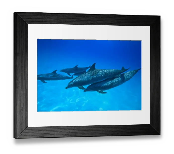 Framed Print : Atlantic Spotted Dolphins (Stenella frontalis), White Sand Ridge, Bahamas, Caribbean