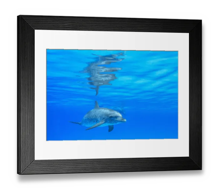 Framed Print : Atlantic Spotted Dolphins (Stenella frontalis), White Sand Ridge, Bahamas, Caribbean