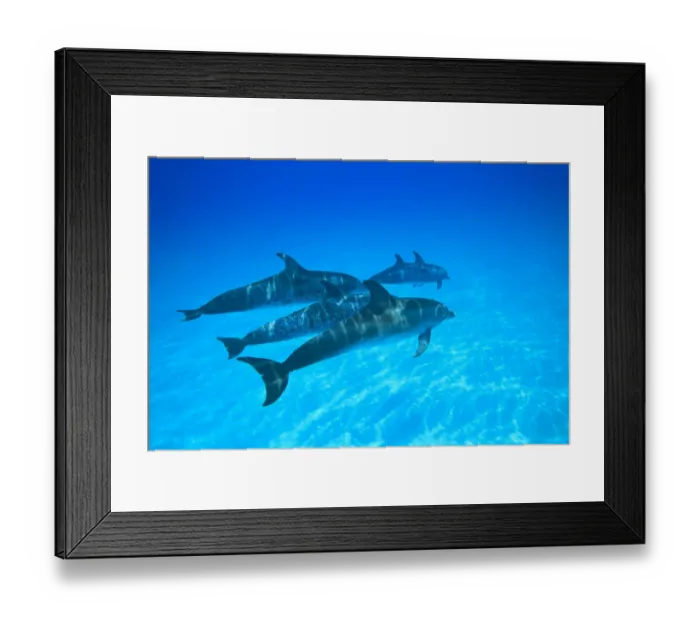 Framed Print : Atlantic Spotted Dolphins (Stenella frontalis), White Sand Ridge, Bahamas, Caribbean Framed Print : Atlantic Spotted Dolphins (Stenella frontalis), White Sand Ridge, Bahamas, Caribbean