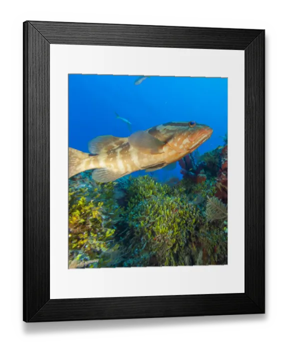 Framed Print : Black Grouper, Northern Bahamas, Caribbean