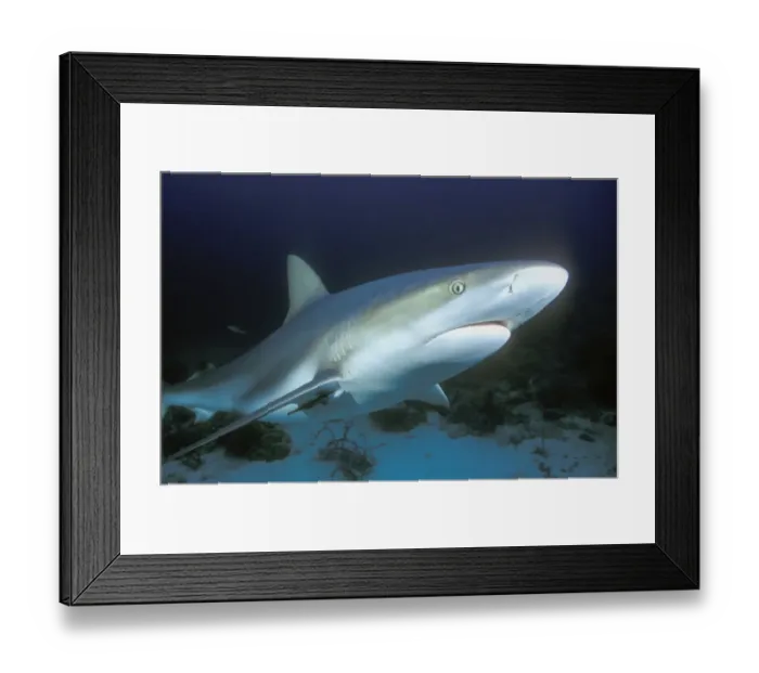Framed Print : Caribbean Reef Shark (Carcharhinus perezii), Bahamas Framed Print : Caribbean Reef Shark (Carcharhinus perezii), Bahamas