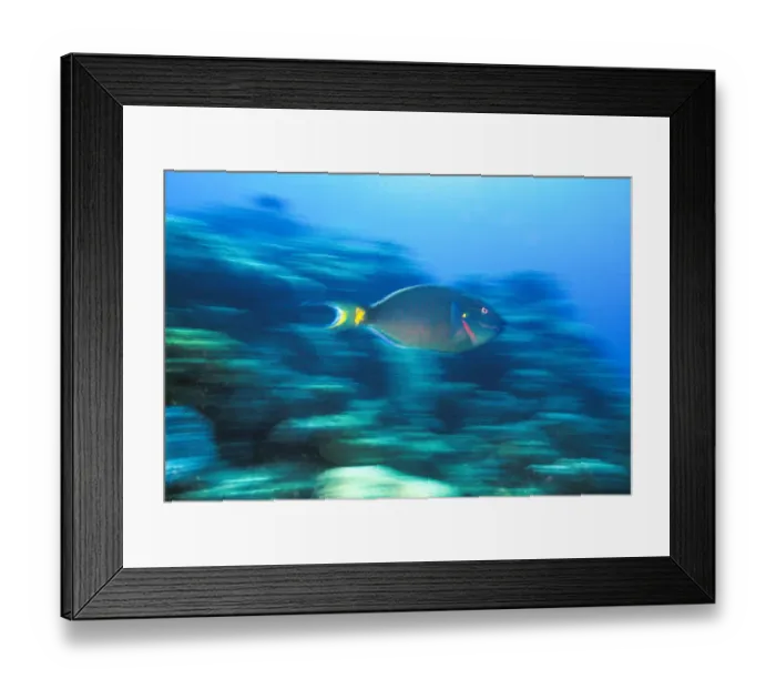 Framed Print : Underwater Motion Parrotfish, Bahamas Framed Print : Underwater Motion Parrotfish, Bahamas