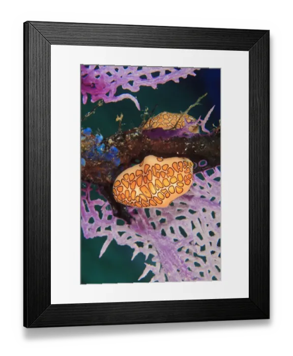 Framed Print : Flamingo Tongue Snail (Cyphoma gibbosum), Northern Bahamas, Caribbean Framed Print : Flamingo Tongue Snail (Cyphoma gibbosum), Northern Bahamas, Caribbean